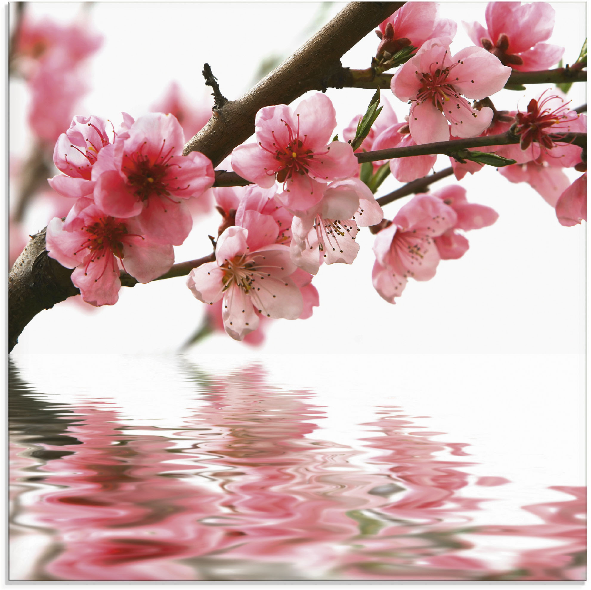 Artland Glasbild "Pfirsichblüten reflektieren im Wasser", Blumen, (1 St.)