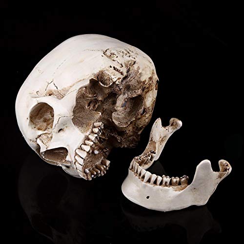 Lehrmittel Halloween Dekor Weiß, 1: 1 Lebensgröße Modell Harz Menschliche Anatomie Kopf Schädel Replik für Halloween Dekor Menschlicher Schädel Anatomisches Modell