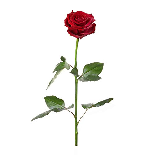 Casa Vivente Konservierte echte Rose, Mit Stiel und Blättern, Farbe rot, Lange haltbar, Schnittblumen, Hochzeitsdeko, Länge ca. 27,5 cm