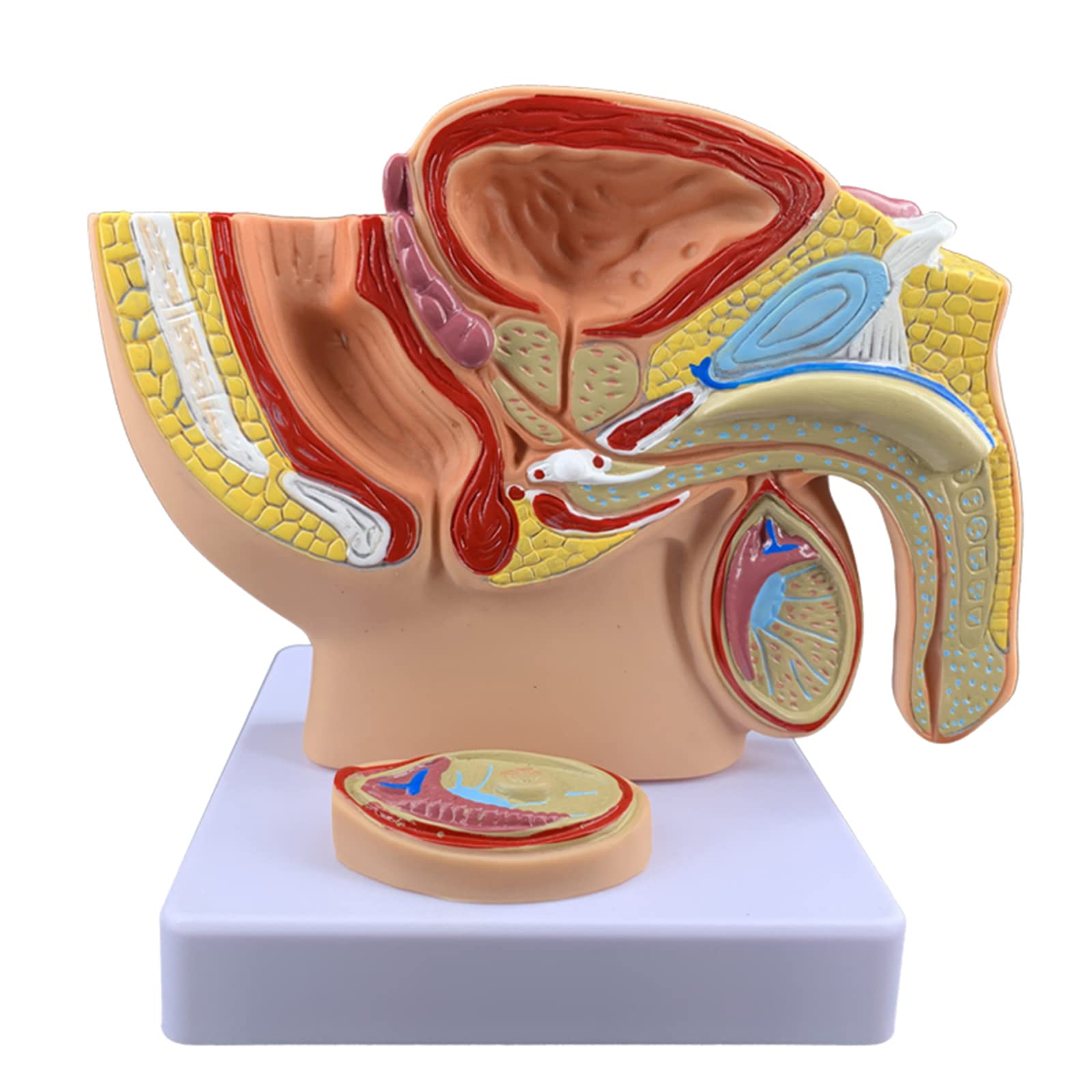 Menschliches männliches Prostata-Becken, reproduktives Harnsystem-Modell, medizinisches Modell, menschliches Harnreproduktionssystem, männliches Anatomie-Becken mit Intimmodell