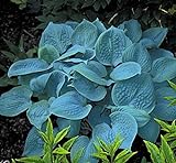 5 x Hosta plantaginea 'Fragrant Blue' 1 Liter (Funkie, Herzblatt-Lilie)
