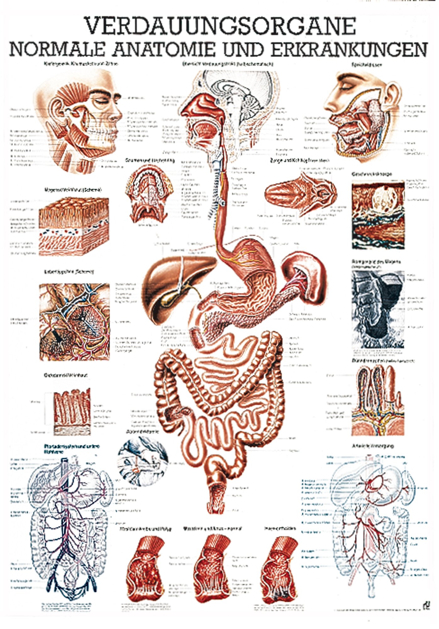 Ruediger Anatomie TA17 Verdauungsorgane Tafel, 70 cm x 100 cm, Papier