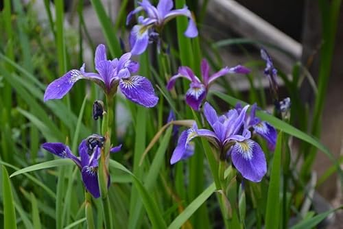 6 schöne Pflanzen blaue Sumpfschwertlilie Sumpfschwertlilie Iris Iris Schwertlilie Sunpfiris Teichpflanze winterhart Wasserpflanze