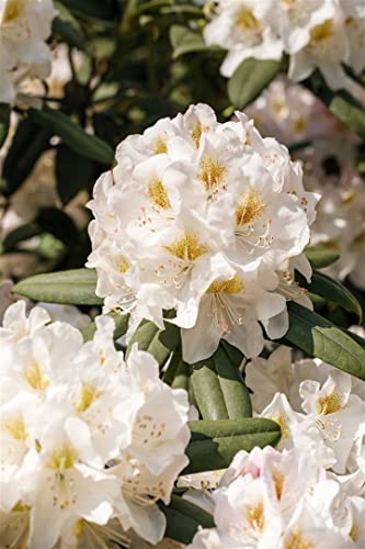 Rhododendron INKARHO ® weiße Dufthecke 5L 40-60 Rhododendron 'INKARHO® Weiße Dufthecke',winterhart, deutsche Baumschulqualität, im Topf für optimales anwachsen