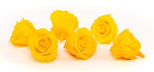 Rosen-Te-Amo 6 Infinity gelbe Rosen-Köpfe dazu unsere exklusiven Deko-einleitung; Konservierte Blumen-Box: ideal für selbstgemachte Haltbare Gesteck um Ihre dekorative Kreativität zu äußern