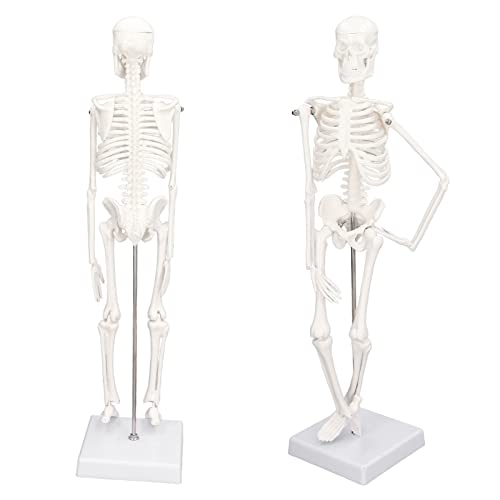 Lebensgroßes Skelettmodell Mit Beweglichen Gelenken Und Abnehmbarer Menschlicher Knochenstruktur, Anatomie- Und Physiologie-Lernwerkzeug Und Actionfigur Für Kinder Und Erwachsene Gleichermaßen