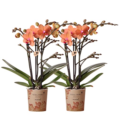 Kolibri Orchids | COMBI DEAL von 2 orange Phalaenopsis Orchideen - Bozen - Topfgröße Ø9cm blühende Zimmerpflanze - frisch vom Züchter