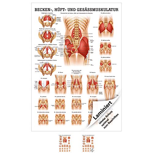 Gesäss, Hüfte u. Beckenmuskulatur Poster Anatomie 70x50 cm med. Lehrmittel
