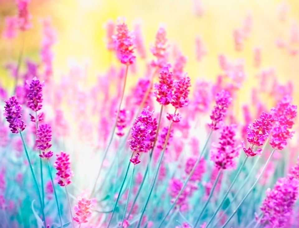 Papermoon Fototapete "Lavender Flower"