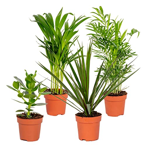 4x Starke Zimmerpflanzen | Dracaena - Areca - Clusia - Chamaedorea | Pflanztopf ⌀12 cm - ↕ 20-45 cm