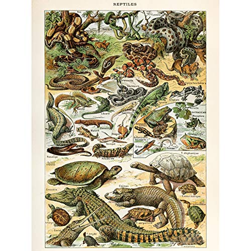 Millot Encyclopedia Page Reptiles Snake Tortoise Art Print Canvas Premium Wall Decor Poster Mural Seite Wand Deko