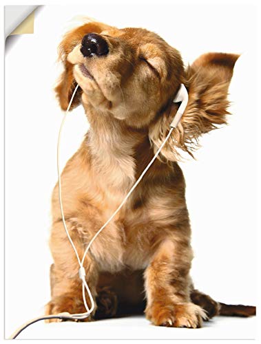 Artland Wandbild "Junger Hund hört Musik über Kopfhörer", Haustiere, (1 St.), gedruckt