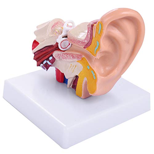 Dacvgog Anatomie Menschliches Ohr 1,5 mal zeigt die Organstruktur der Mittel- und Außenohren