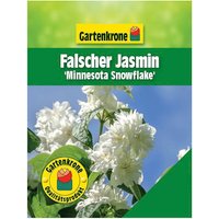 Gartenkrone Falscher Jasmin, Philadelphus »Minnesota Snowflake«, Blätter: grün, Blüten: weiß - weiss
