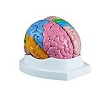 Modell - Menschliches Gehirn