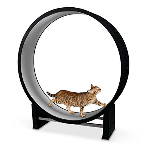 CanadianCat Company ® | Katzenlaufrad Cat in Motion Black/hellgrau - Trainingsgerät und Spielzeug für Katzen