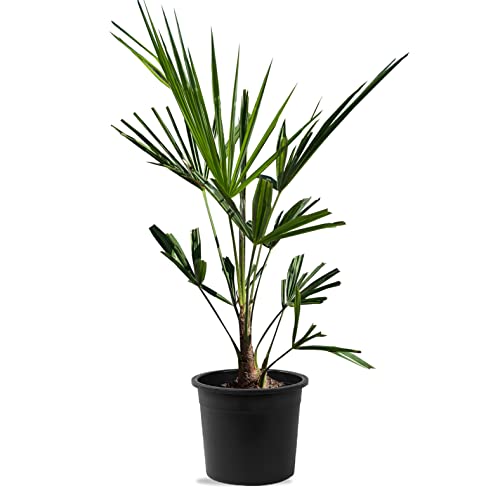 Trachycarpus Fortunei Height 60cm Stamm 5-10cm