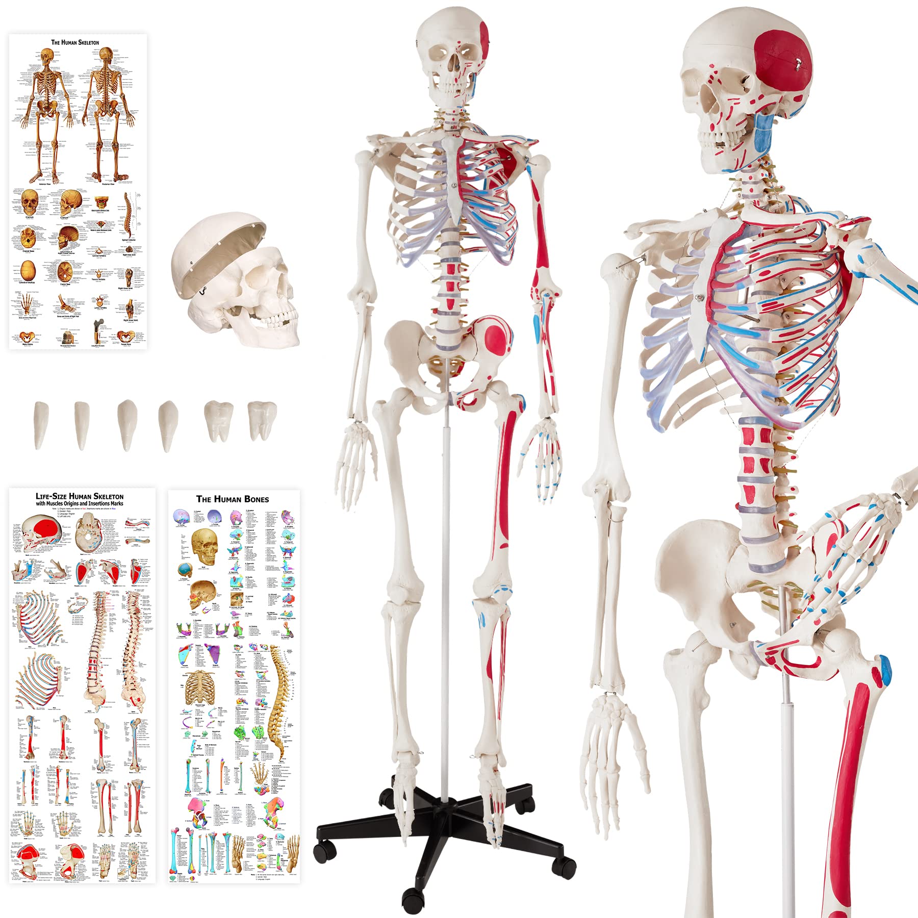 tectake® Anatomie Skelett lebensgroß inklusive Ständer - Diverse Modelle - (Skelett mit Muskelbemalung und Knochenmarkierung | Nr. 400963)