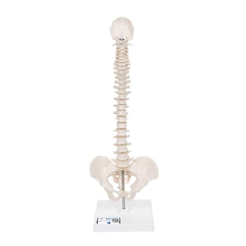 3B Scientific Menschliche Anatomie - Mini-Wirbelsäulenmodell auf Stativ, elastisch + kostenloser Anatomiesoftware - 3B Smart Anatomy, A18/21
