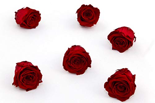 Rosen-Te-Amo | 6 Infinity rote Rosen-Köpfe mit haltbare Rosenblätter | Lassen Sie Ihrer Kreativität freien || Infinity Rosen | Mutter Geschenk Muttertag & Geburtstagsgeschenk für Frauen
