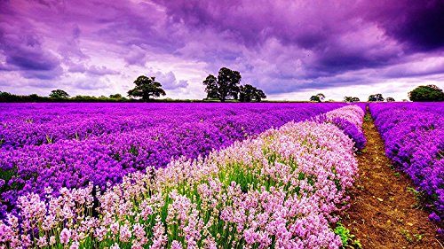 SuperPower® Romantische 1000 Stück Lila Himmel Provence Lavendel Blume Meer Blumen Feld Dämmerung Sonnenuntergang Landschaft Erwachsene Spiele Hölzern Ölgemälde Boden Puzzles