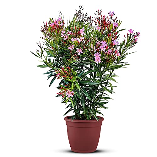 Tropictrees Nerium Oleander | Oleander Pflanzen winterhart | immergrüne winterharte Pflanze mit einer Höhe 160-180 cm | rosa Blüten | Hitze- und trockenheitsresistent