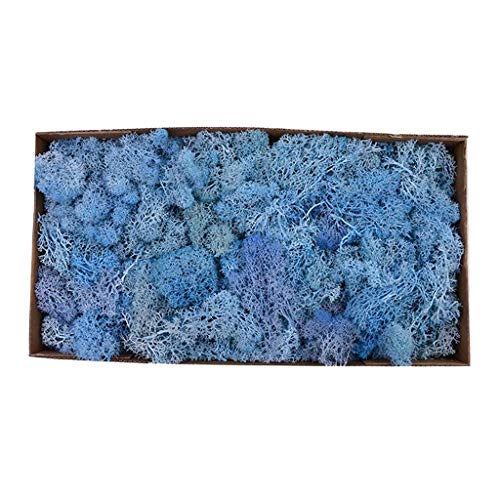 Natürliches Norwegisches Rentiermoos Konserviertes Getrocknetes Handwerkliches Blumenstaubtuch, Blau