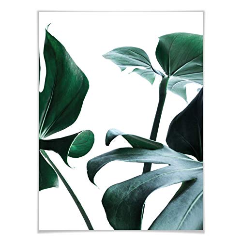 Poster Urban Jungle 03 Monstera Deliciosa Pflanze exotisch Fensterblatt Urwald immergrün 60x8