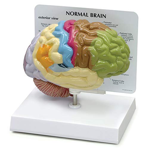 GPI Anatomicals 2950 Gehirn Sinnesorgane Modell