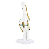 Kniegelenkanatomie Humanmedizinisches Modell, lebhaftes Kniegelenkanatomiemodell, Lebensgröße zum Lernen von Kniegelenk-Hobbyisten für menschliche Knochen