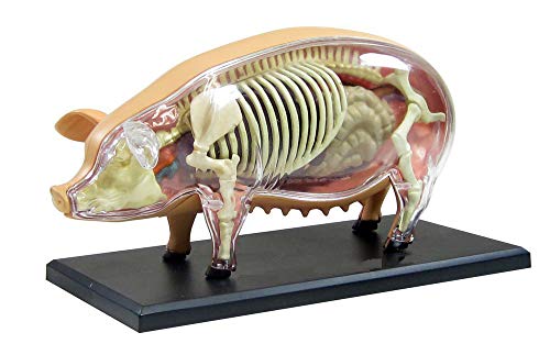 FHUILI Schwein Anatomisches Modell - Tier Anatomie Modell - Abnehmbarer 19 Organe Körperteile Medizinisches Anatomische Tiermodell - für Studien Anzeige Teaching Medical Modell