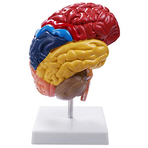 victuals Gehirn Anatomisches Modell Anatomie 1: 1 Halbes Gehirn Gehirnstamm Medizinisches Lehr Labor ZubehöR