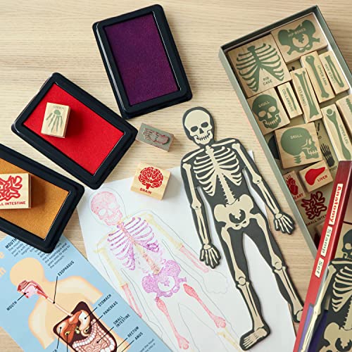 Kikkerland Anatomie Holzstempel Set mit 21 Stempeln, Stempelkissen und Vorlage - Bürostempel