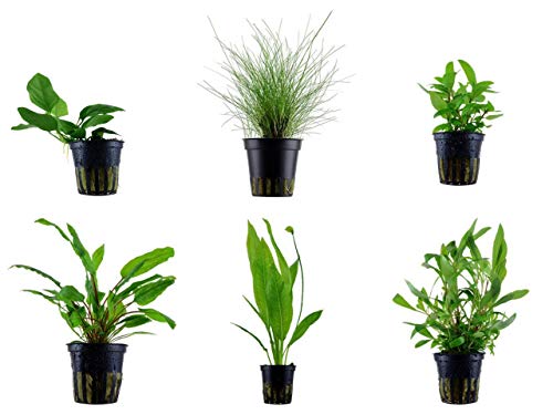 Tropica Einsteiger Set mit 6 Einfachen Topf Pflanzen Aquariumpflanzenset Nr.1 Wasserpflanzen Aquarium Aquariumpflanzen