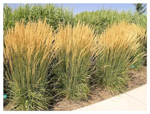 10 x Calamagrostis acutiflora 'Karl Förster' 1 Liter PERFEKT als HECKE (Ziergras/Gräser/Stauden) ab 3,19 pro Stück