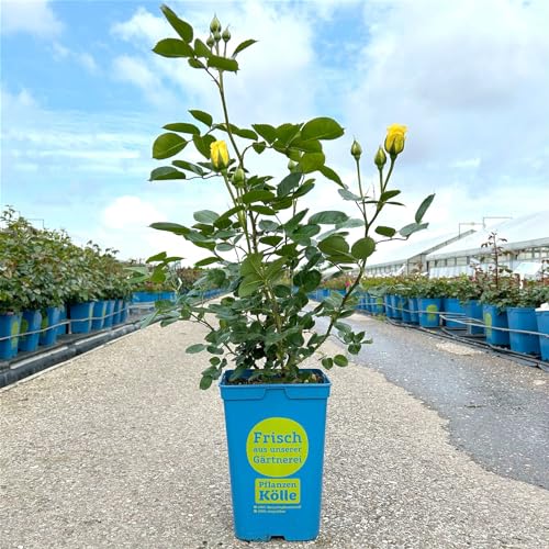 Kölle's Beste! Kletterrose 'Sommergold ®' ist eine Leuchtend goldgelbe und duftende Rose aus Züchtungen des bekannten Deutschen Rosenzüchters Noack Rosen. Im 6 Liter Topf.