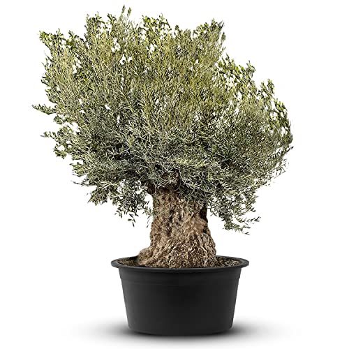 Olivenbaum Olea Europea winterhart, stammumfang 180/230cm, knorriger alte Stamm, Höhe ca.260cm…