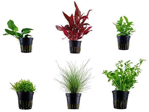 Tropica Vordergrund Set mit 6 Topf Pflanzen Aquariumpflanzenset Nr.18 Wasserpflanzen Aquarium Aquariumpflanzen