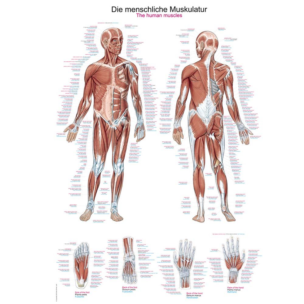 anatomische Lehrtafel „Die menschliche Muskulatur“, 70 x 100 cm Anatomie Poster