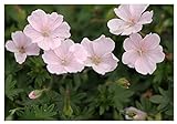 10 x Geranium sanguineum 'Apfelblüte' (Winterhart/Stauden/Staude/Mehrjährig/Bodendecker) Blut Storchschnabel/Storchenschnabel - Tolle leuchtende Blüten - Sehr Bienenfreundlich - von Stauden Gänge
