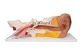 3B Scientific Menschliche Anatomie - Ohr, 3-fache Größe, 4-teilig + kostenlose Anatomie App - 3B Smart Anatomy