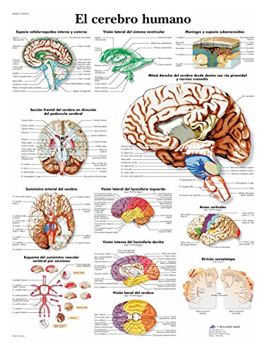 3B Scientific Papier bedruckt, das menschliche Gehirn, 1