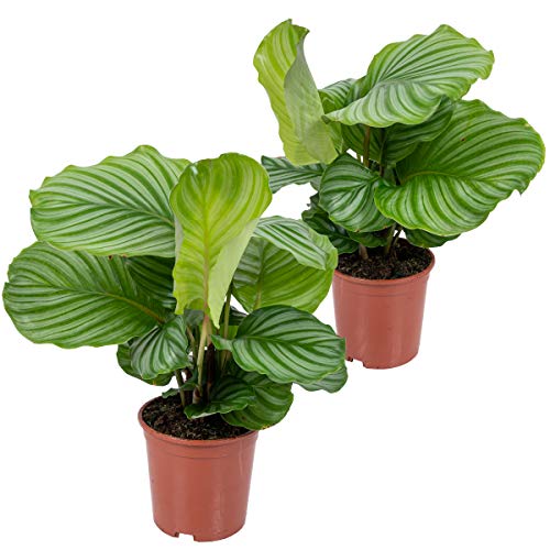2x Calathea Orbifolia - Pfauenpflanze - Zimmerpflanze - Luftreinigend - ⌀14 cm - 40-45 cm