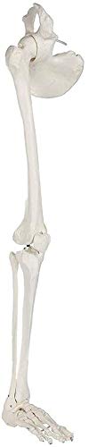 Menschliches Bein-Skelett-Bündel, 88 cm Großes Anatomisches Modell Mit Allen, Abnehmbarem Hüftgelenk Und Voll Beweglichem Fuß Für Forschung Lehre