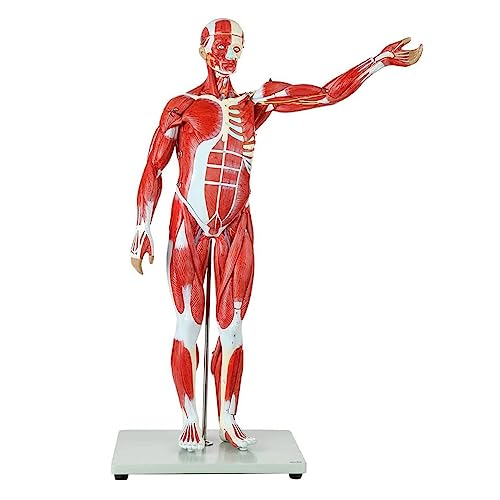 BJQZX Organ Model Torso Human Muscle Anatomical Model Muscle Structure Model Removable Organs, for Medical Educational Training