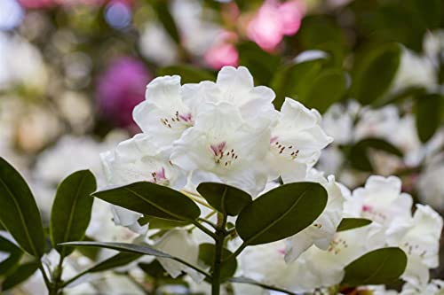 Rhododendron Hybr.'Hachm.Picobello' -R- C 5 30-40 Rhododendron 'Hachmann´s Picobello'®,winterhart, deutsche Baumschulqualität, im Topf für optimales anwachsen