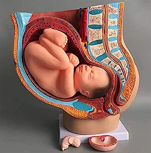 Weibliches Becken Reproduktives Anatomie-Modell, lebensgroß, medizinisch, anatomisch, schwanger, menschliches weibliches Becken mit Schwangerschaft, 9 Monate, Babymodell, abnehmbare Organe, 4-teilig,