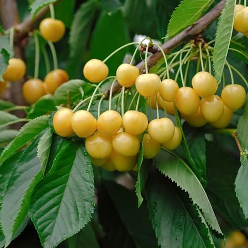 Dönissen´s gelbe knorplekirsche, Süßkirsche, Buschbaum (kleinbleibend), 120-140cm, im Topf