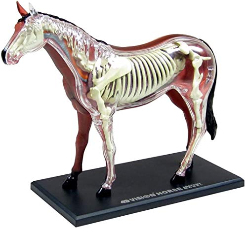 LVLUOKJ Pferd Anatomie Modell Kit, Abnehmbare 26 Organe Tier Anatomie Modell Medizinisches Lehrmodell, anatomisches Puzzle-Montagespielzeug