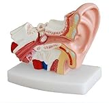 NSKI Human Professional Desktop - Anatomisches Modell des menschlichen Ohres. Modell: YR-H-XC-303, Kunststoff.